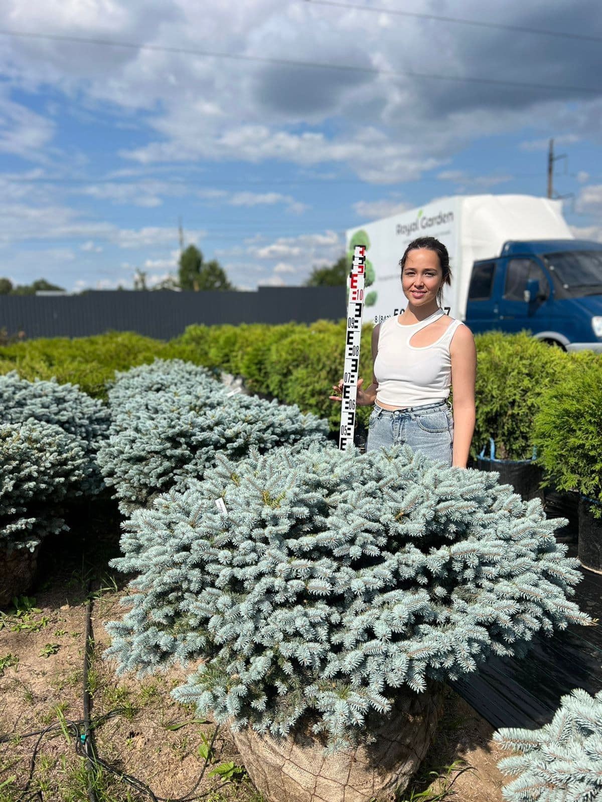 Фото Ель колючая Глаука Глобоза