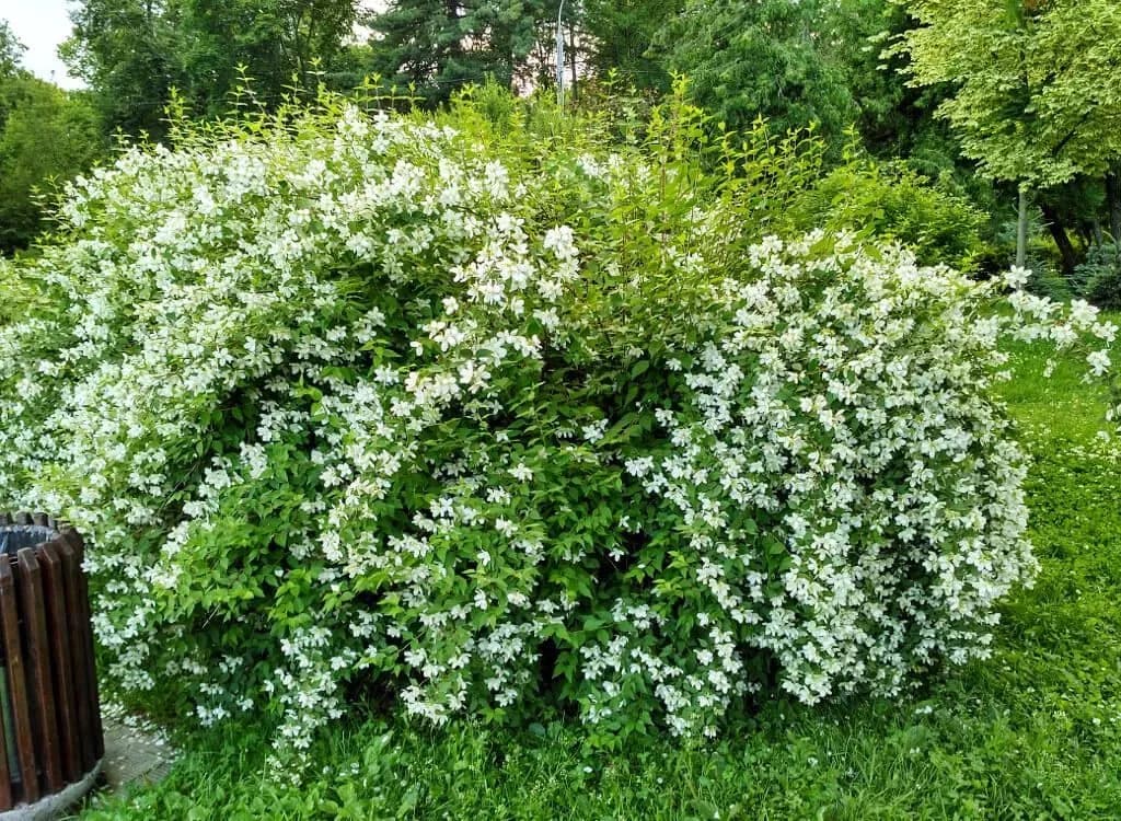 Фото Чубушник Аваланш