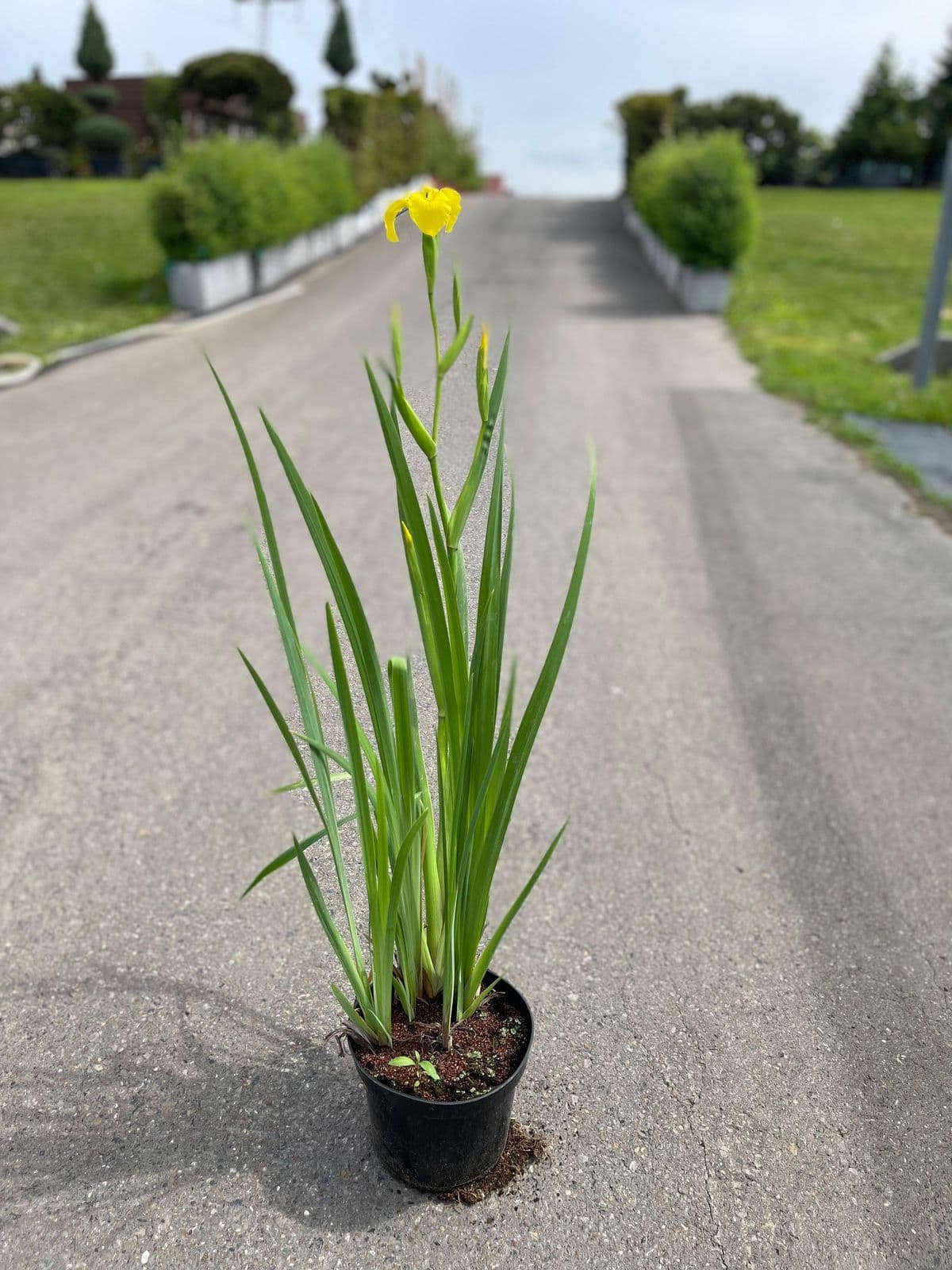 Фото Ирис болотный Flore Plena