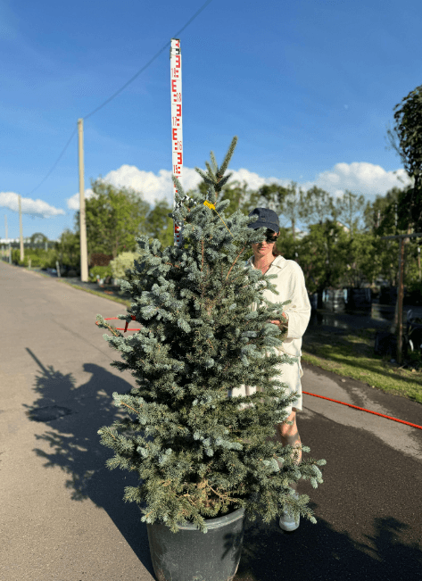 Фото Ель колючая Балатон