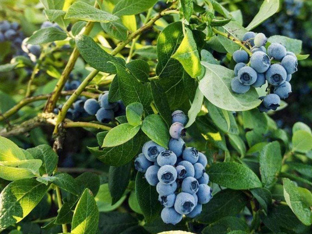 Фото Голубика садовая Bluecrop