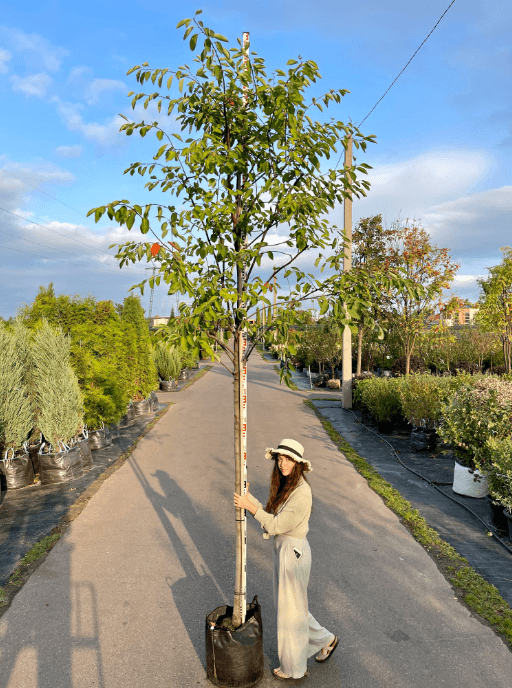 Фото Ирга Ламарка Балерина