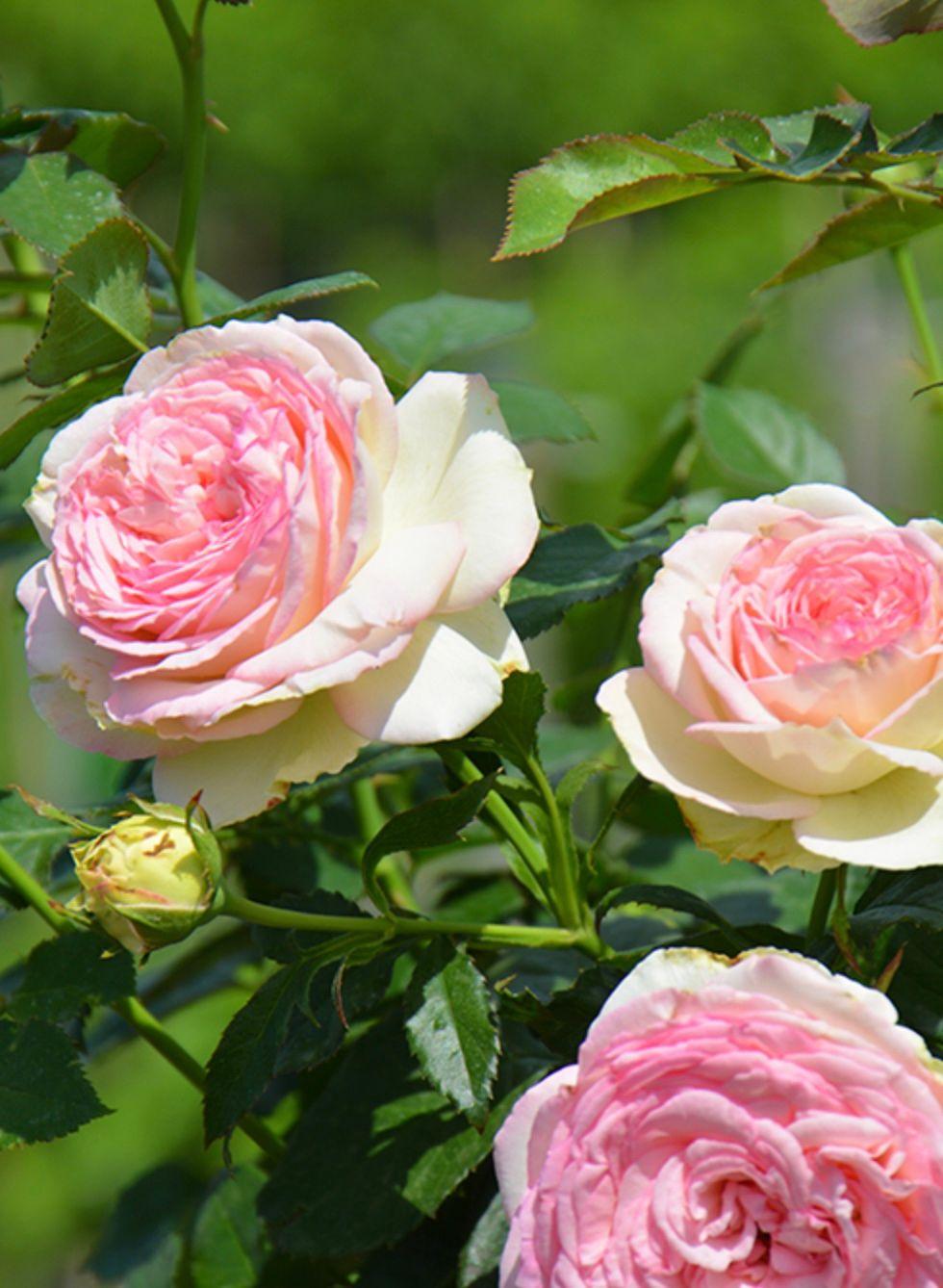 Фото Роза на штамбе `Пьер Де Ронсар` Rosa (Cl) `Pierre De Ronsard`®