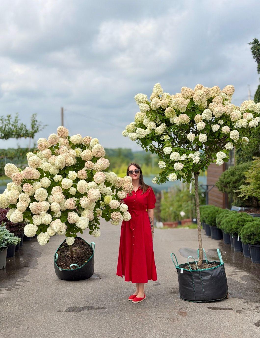 Фото Гортензия метельчатая "Полар Бир", На штамбе