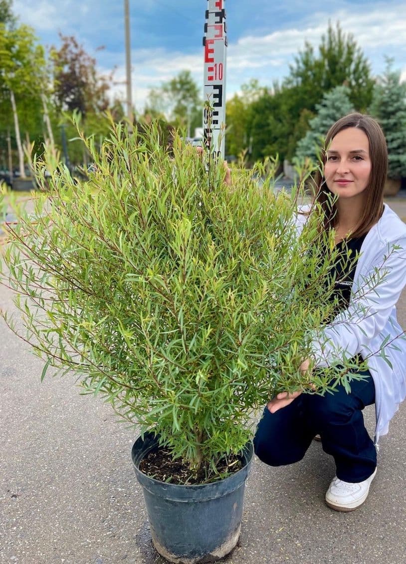 Фото Ива пурпурная Нана