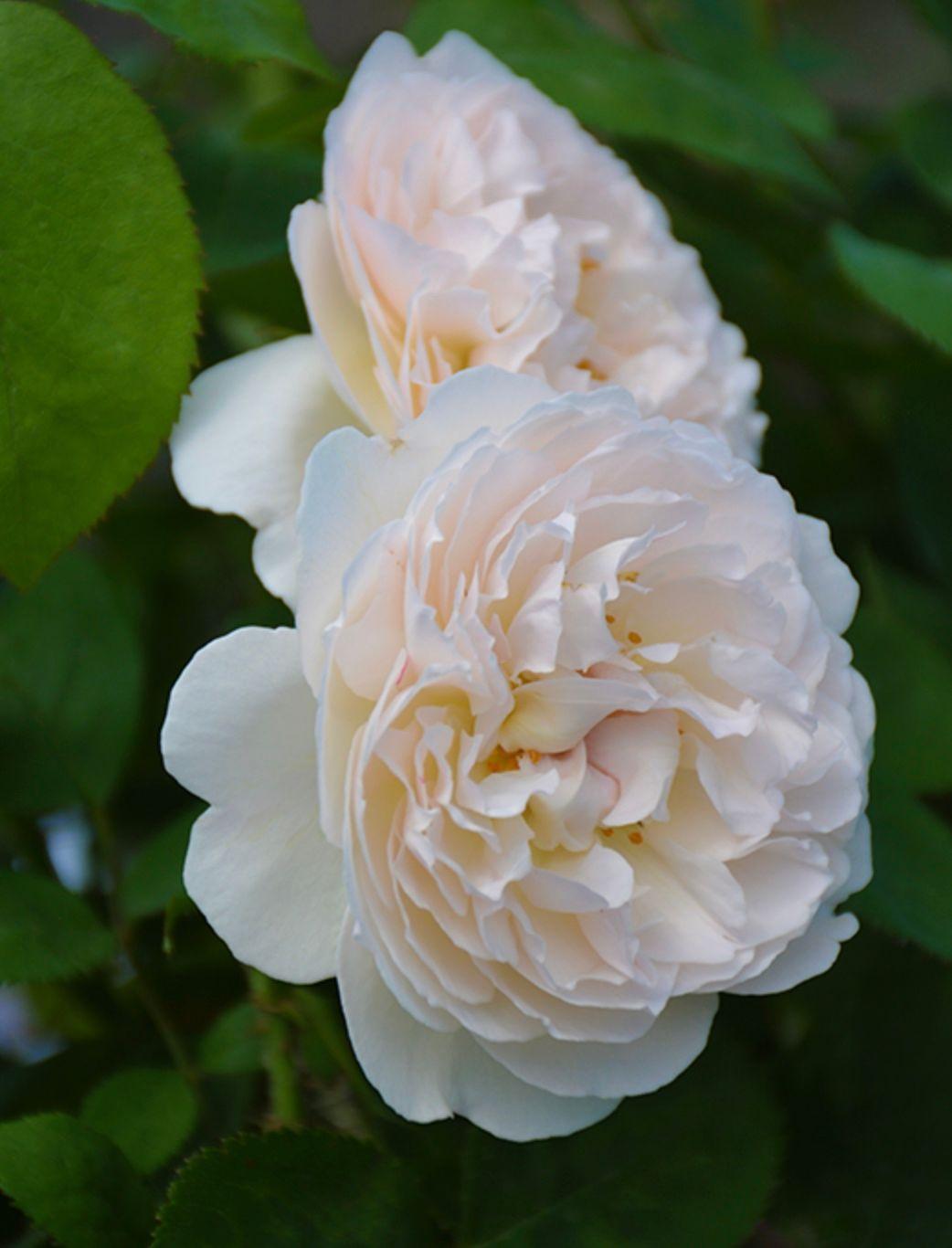 Фото Роза на штамбе `Винчестер Кафедрал` Rosa `Winchester Cathedral` ® (S)