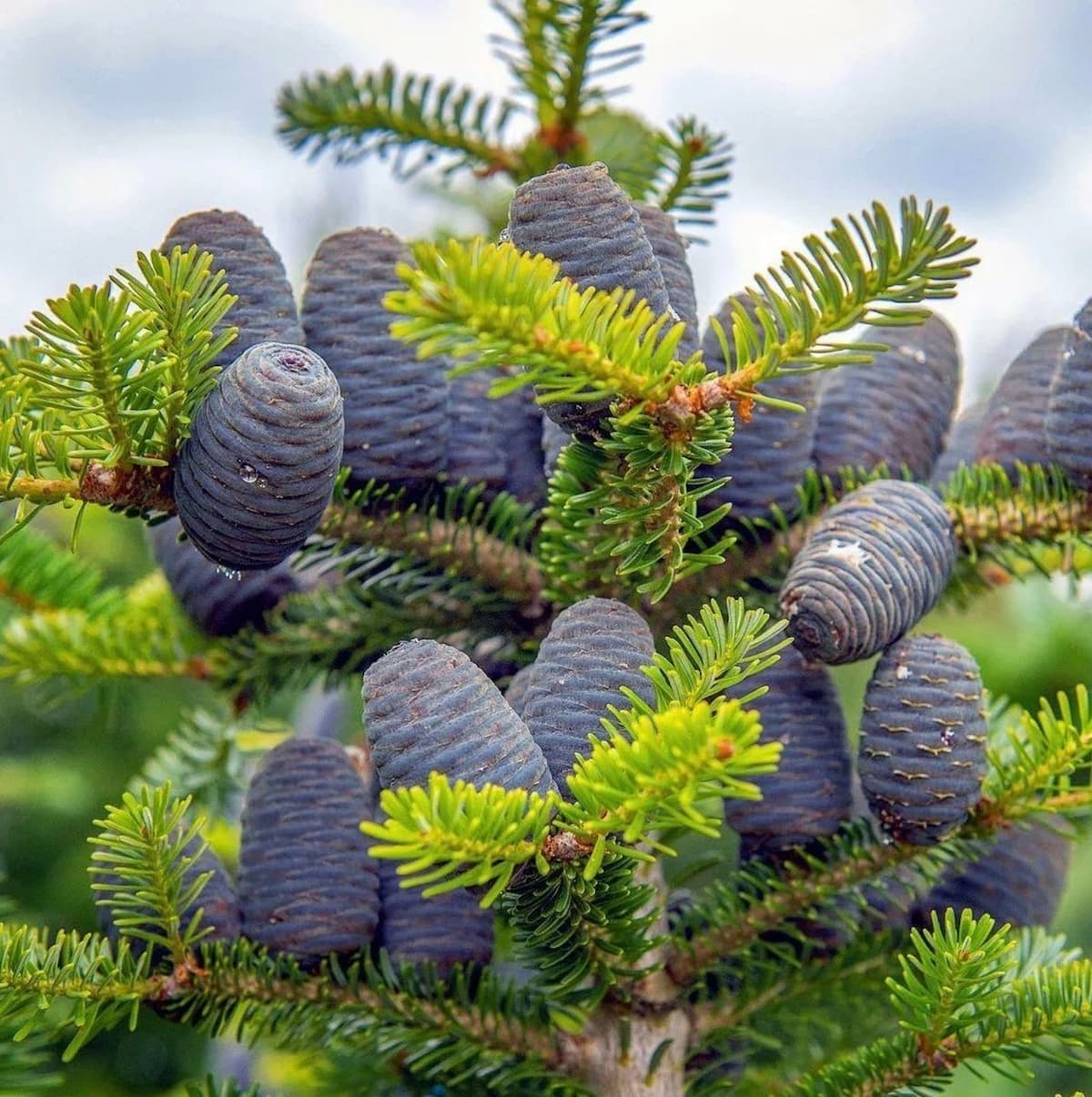 Abies koreana описание. Пихта Koreana. Пихта корейская "Abies korean. Пихта корейская Кореана. Пихта корейская Koreana.