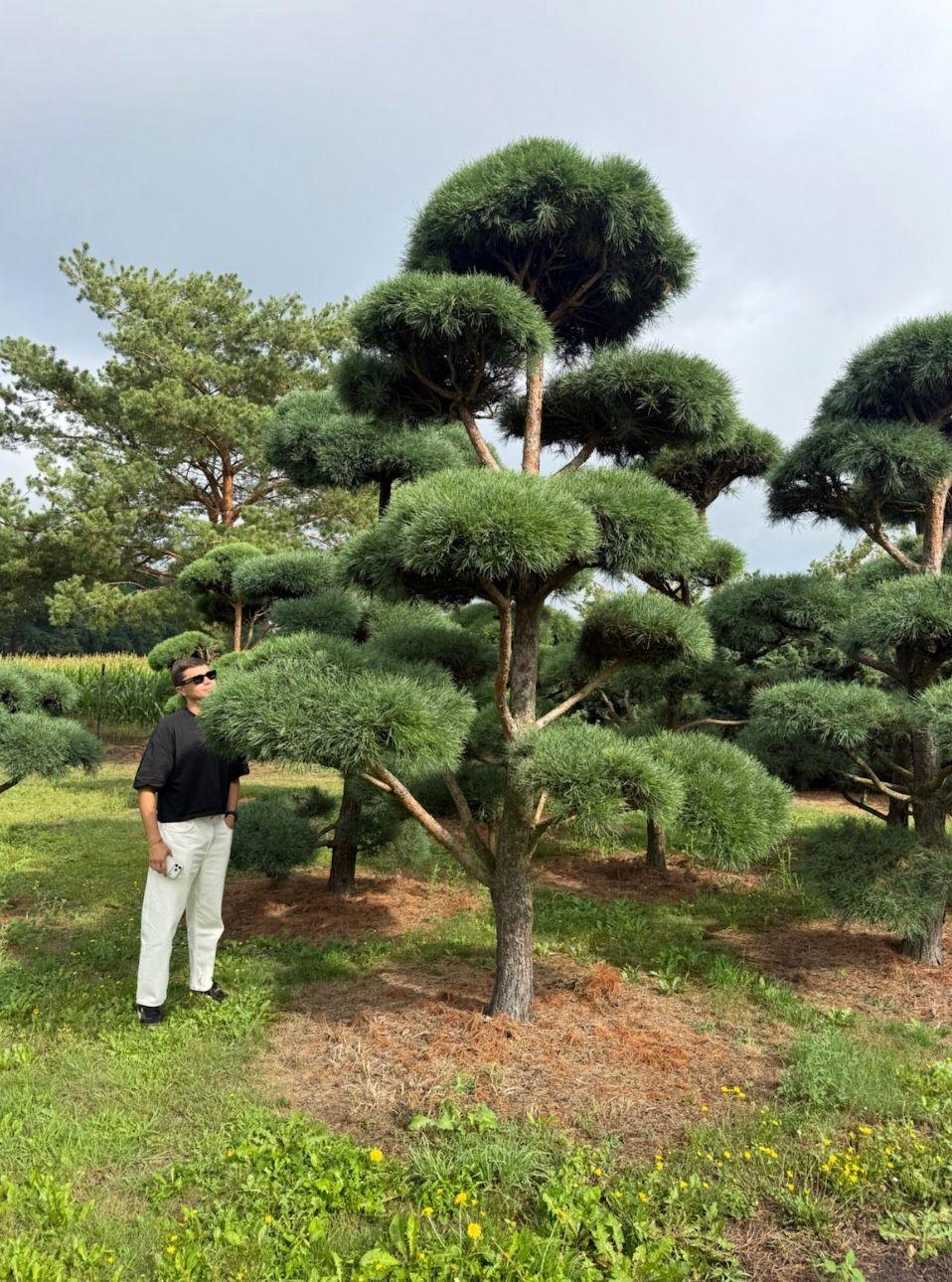 Фото Ниваки из сосны обыкновенной (Pinus sylvestris)