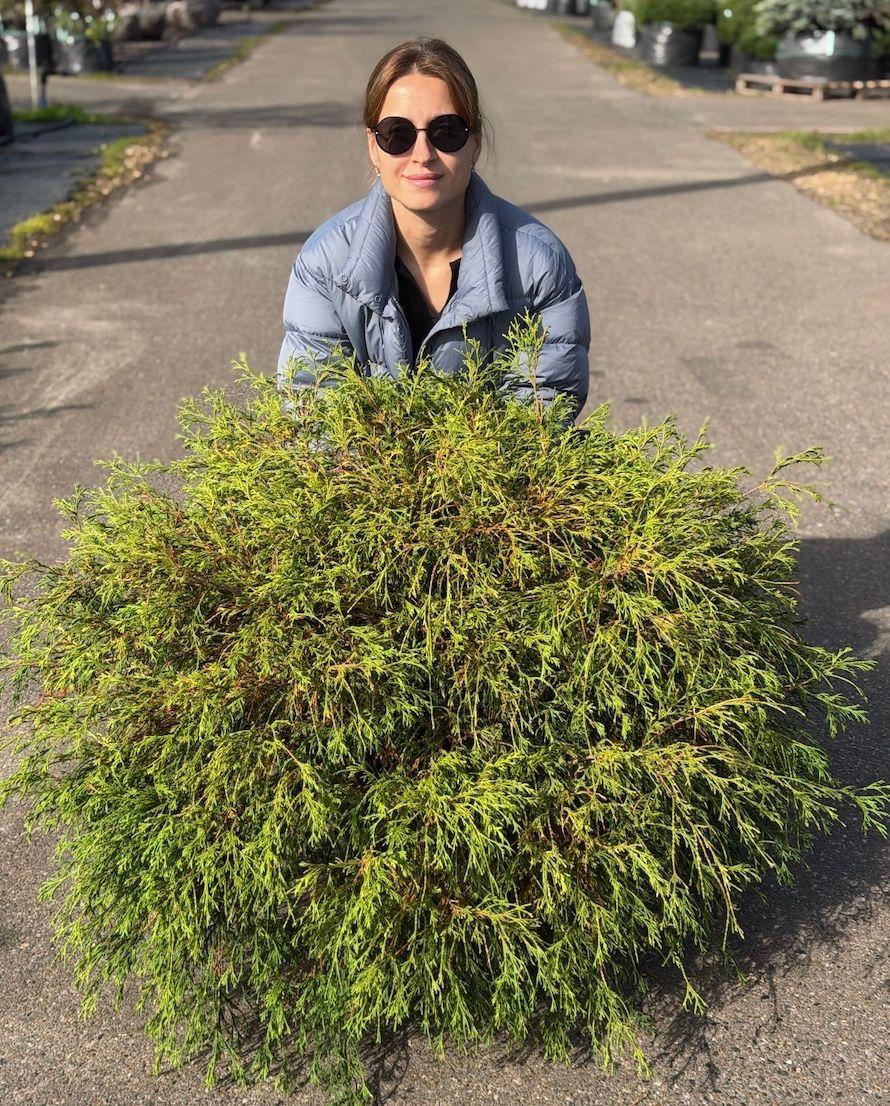 Фото Кипарисовик горохоплодный "Philphera Gold"