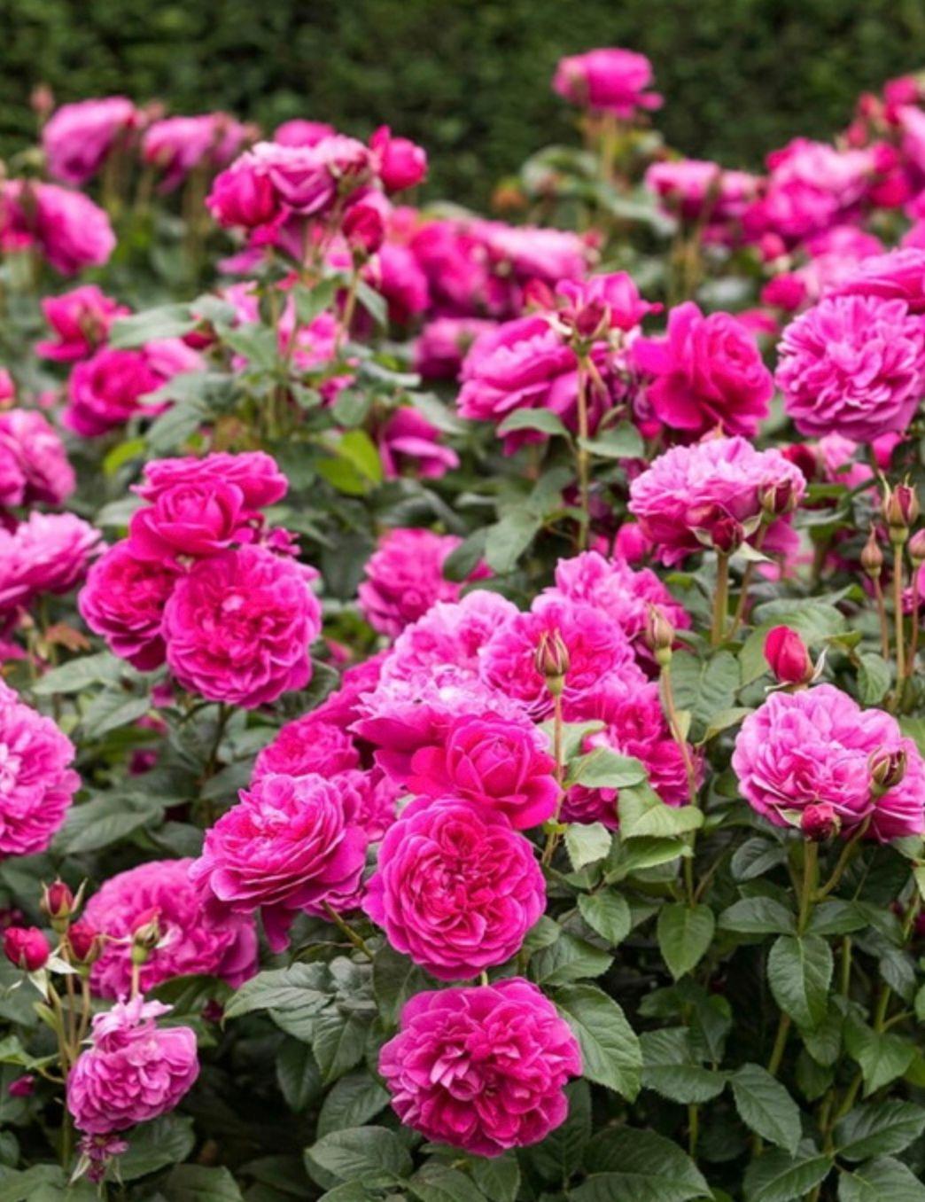 Фото Роза английская `Джеймс Л. Остин` Rosa (S) `James L. Austin` ®