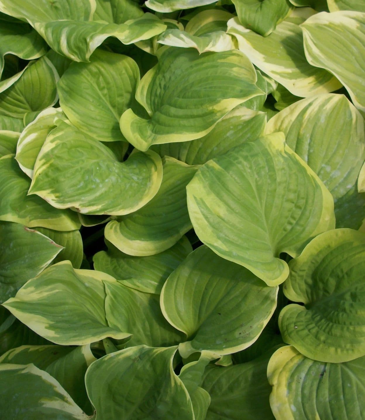 Фото Хоста Fragrant Bouget