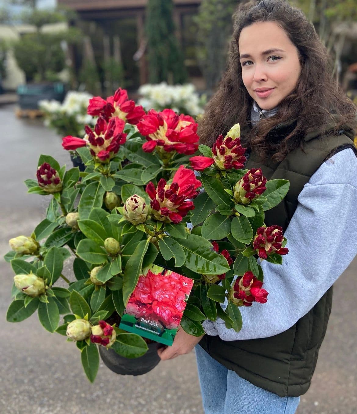 Фото Рододендрон гибридный 'Red Jack'