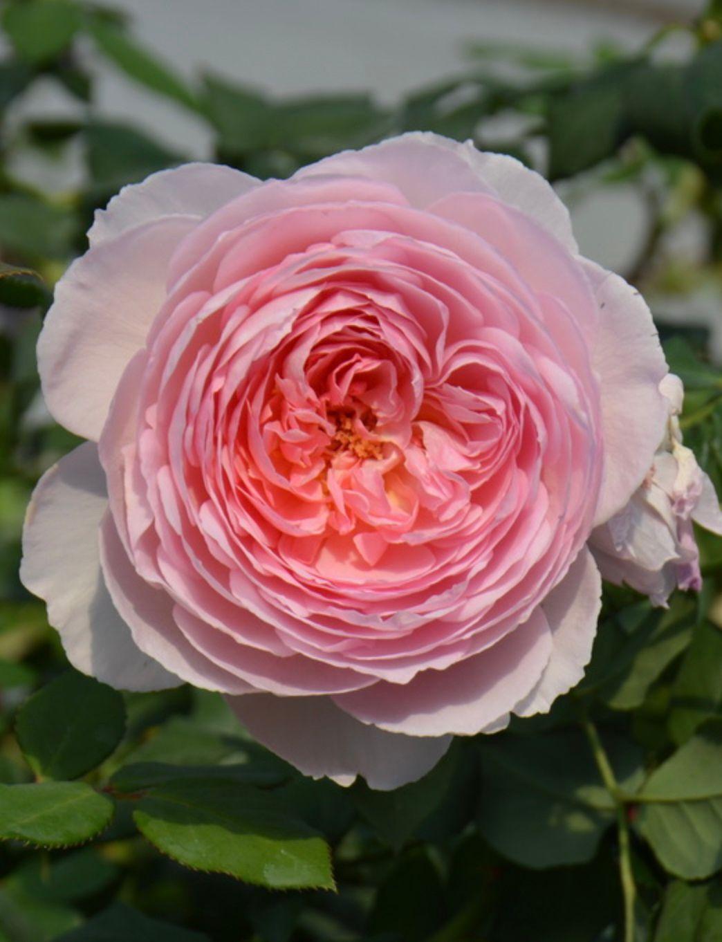 Фото Роза английская `Зэ Эйншент Маринер` Rosa (S) `The Ancient Mariner` ®