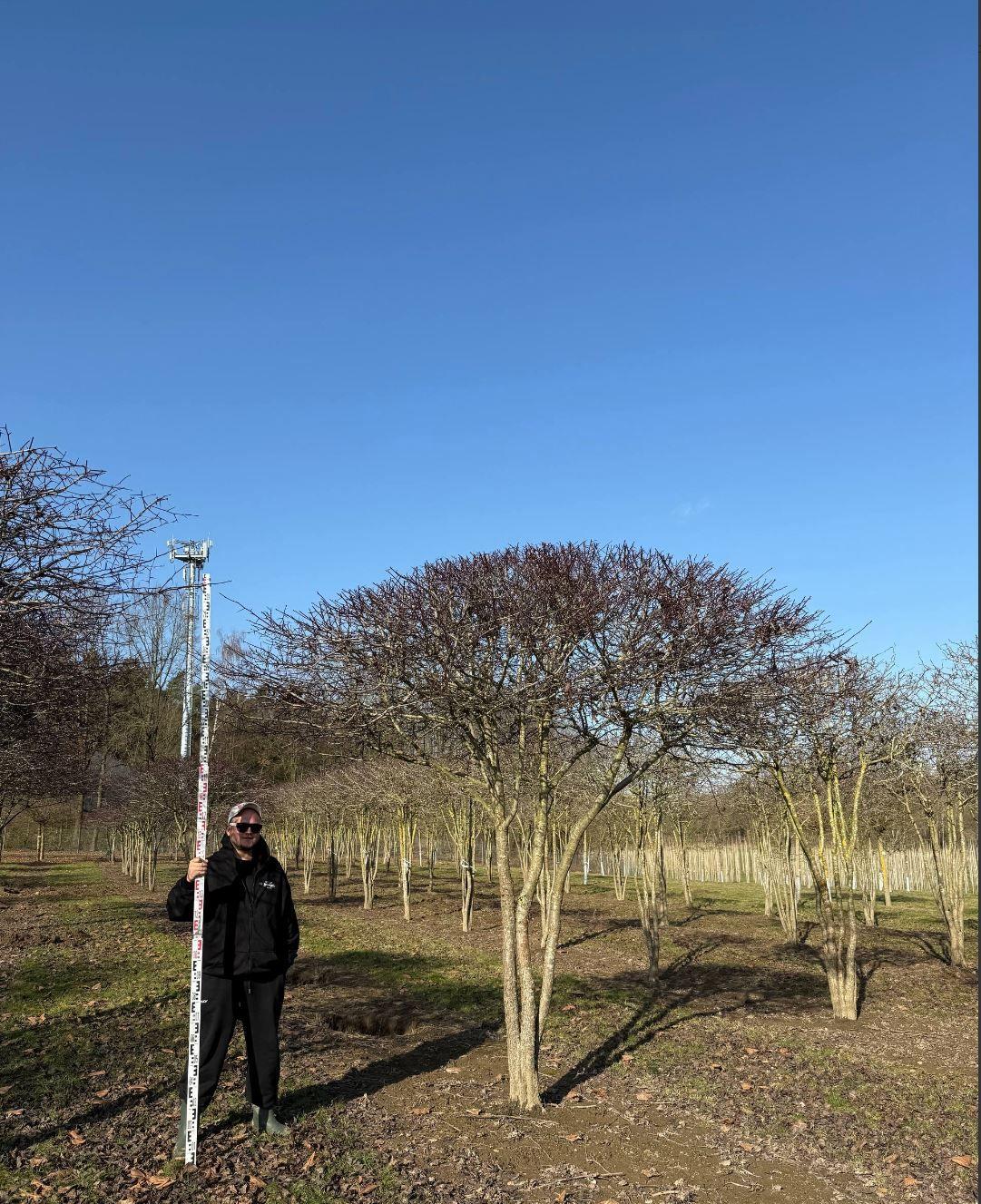 Фото Боярышник сливолистный (форма ЗОНТ)