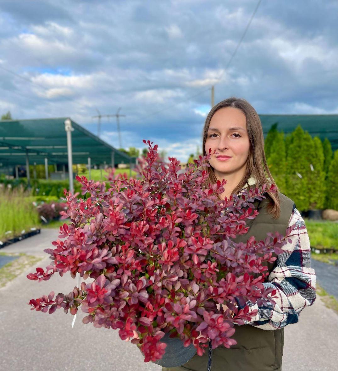 Фото Барбарис тунберга "Atropurpurea Nana"