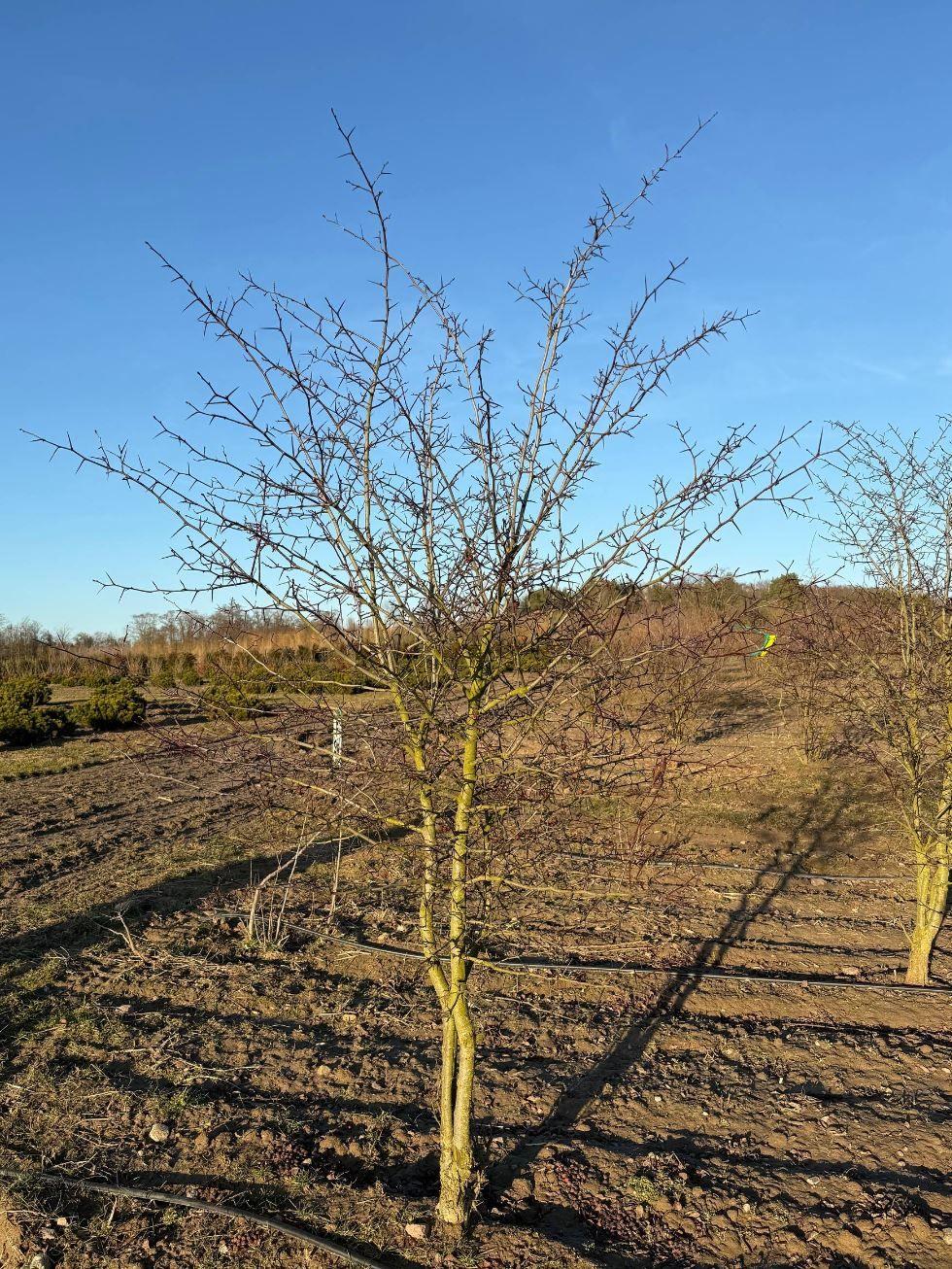 Фото Боярышник сливолистный