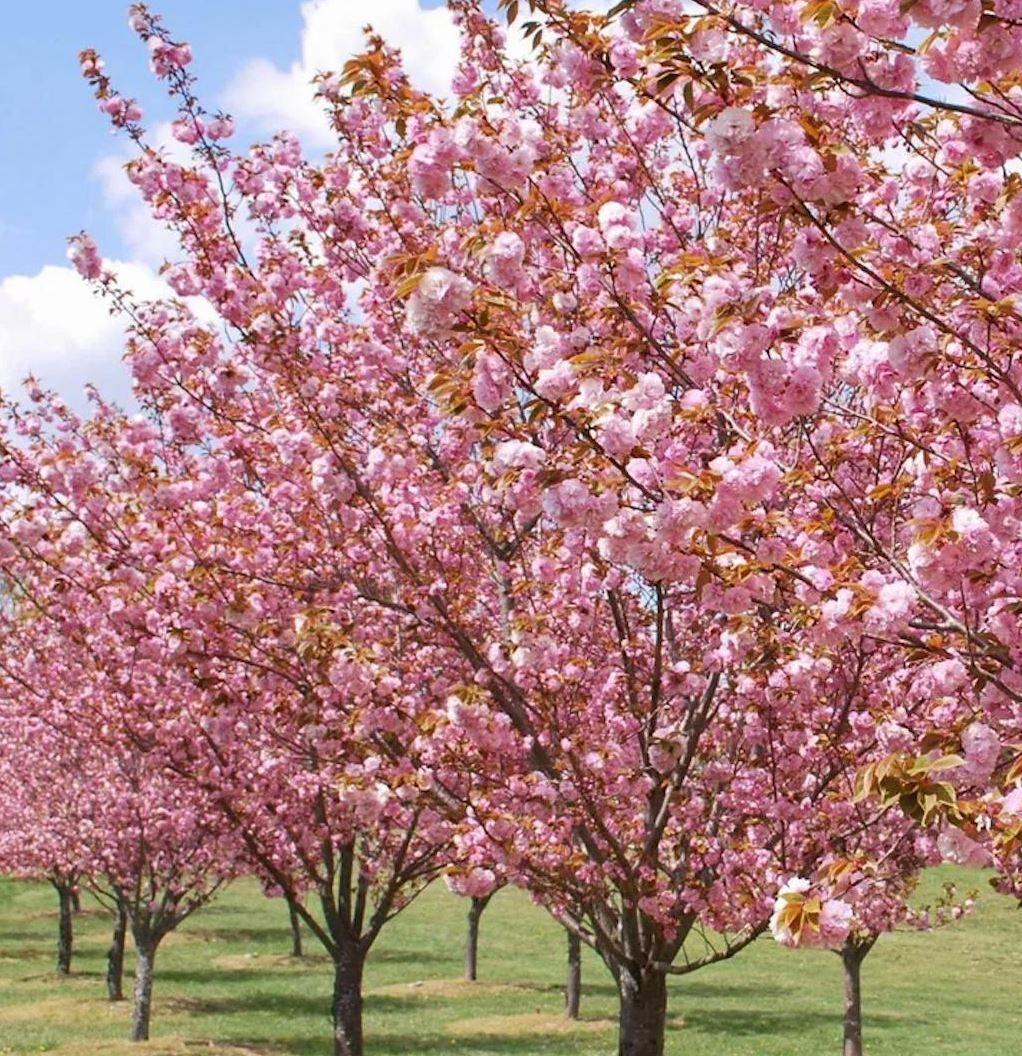 Фото Сакура (Вишня мелкопильчатая) «Kanzan»
