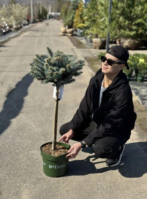 Фото Ель колючая "Glauca Globosa", Штамб