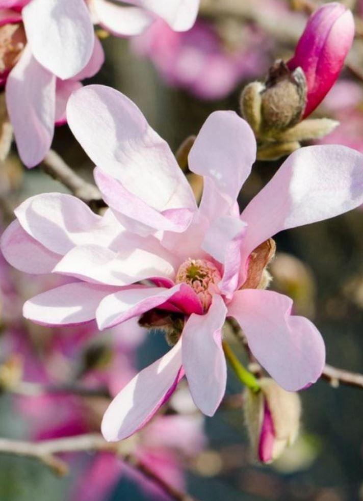 Фото Магнолия звездчатая "Rosea"
