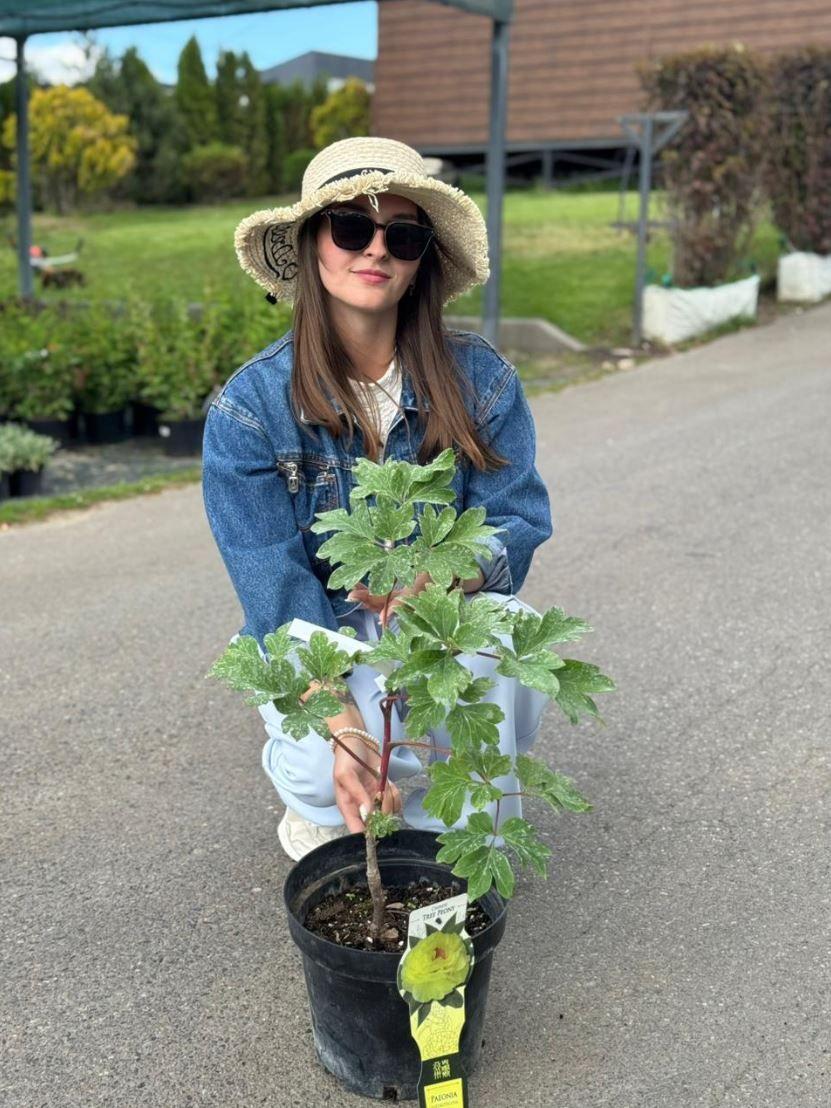 Фото Пион древовидный "Yellow"