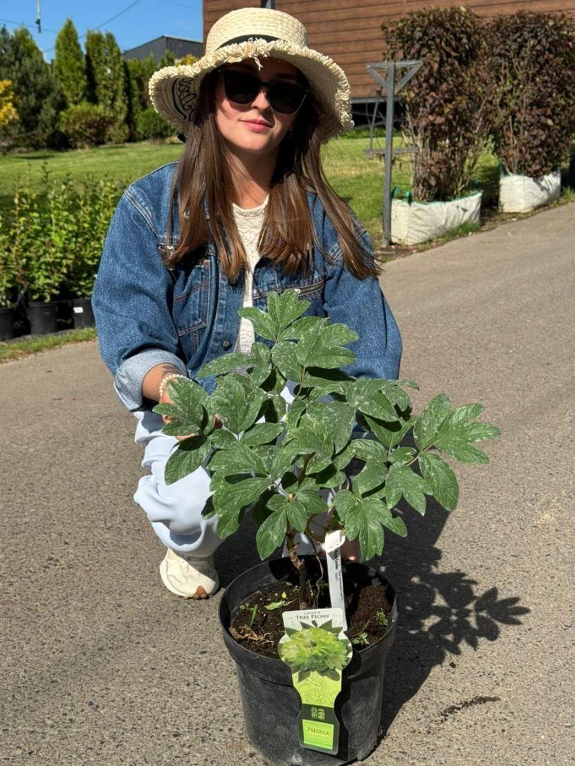 Фото Пион древовидный "Green"