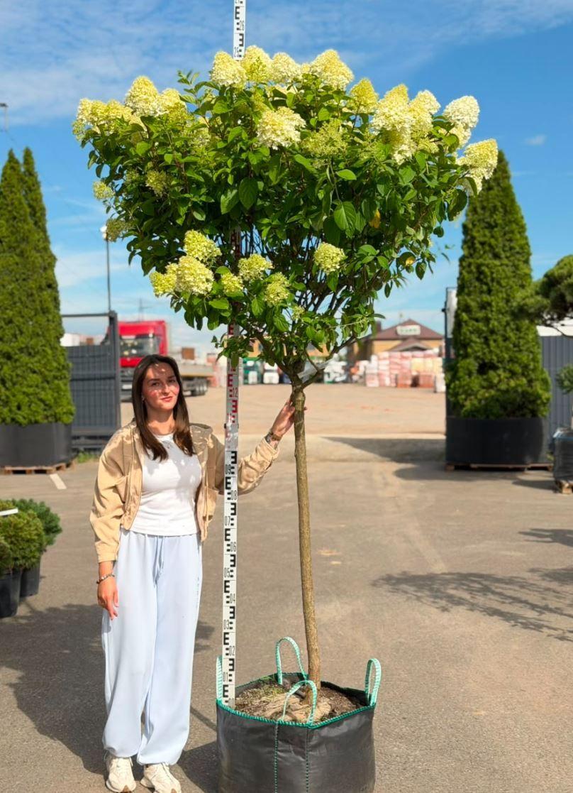 Фото Гортензия метельчатая "Полар Бир", На штамбе