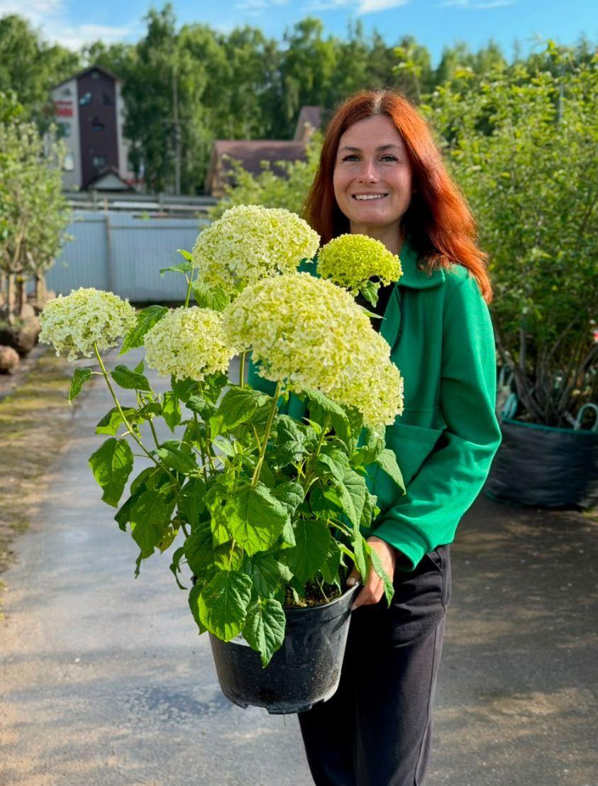 Фото Гортензия древовидная "Баунти"