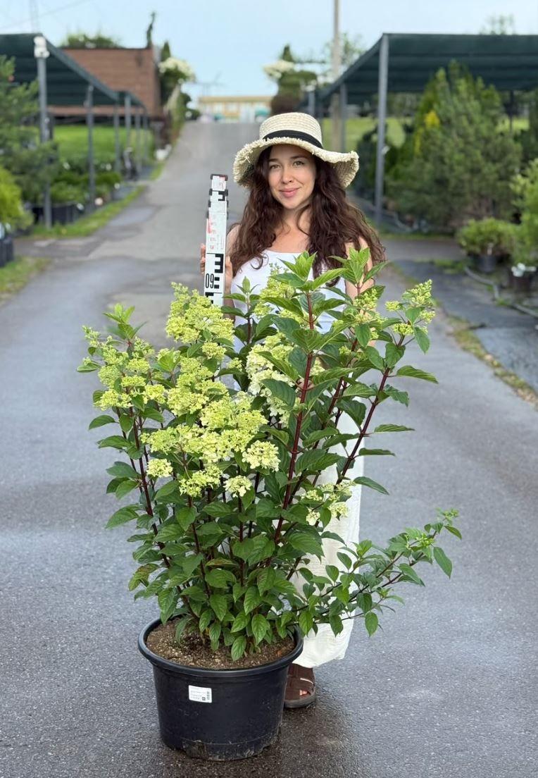 Фото Гортензия метельчатая "Фрайз Мельба"