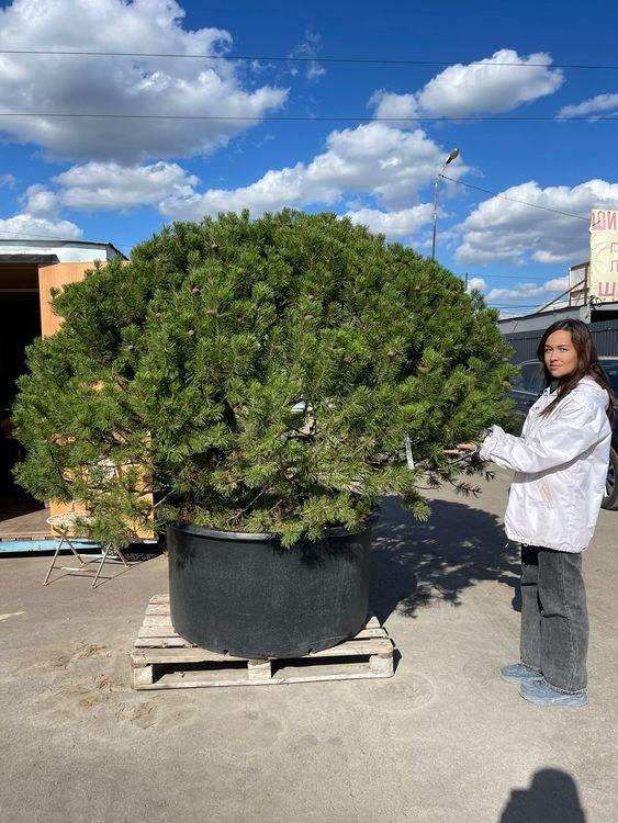 Фото Сосна горная Карикоми