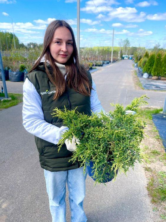 Фото Можжевельник средний Голд Стар 
