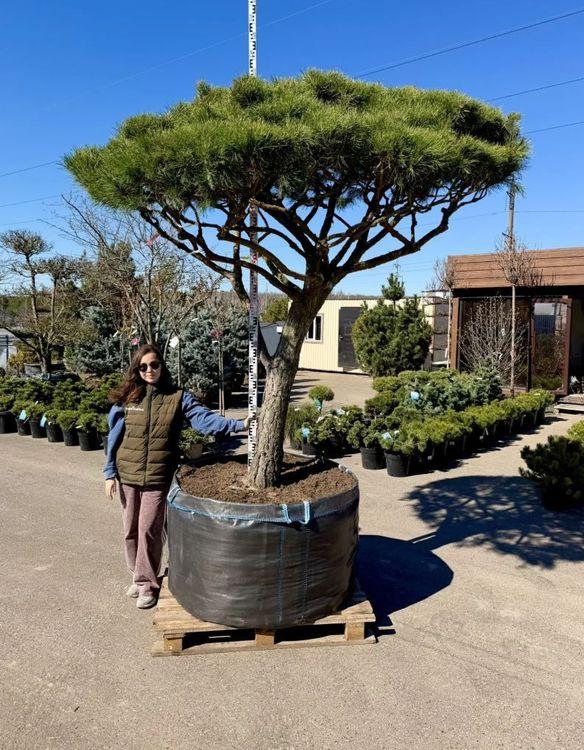 Фото Сосна итальянская, Зонт, Итальянская Пиния