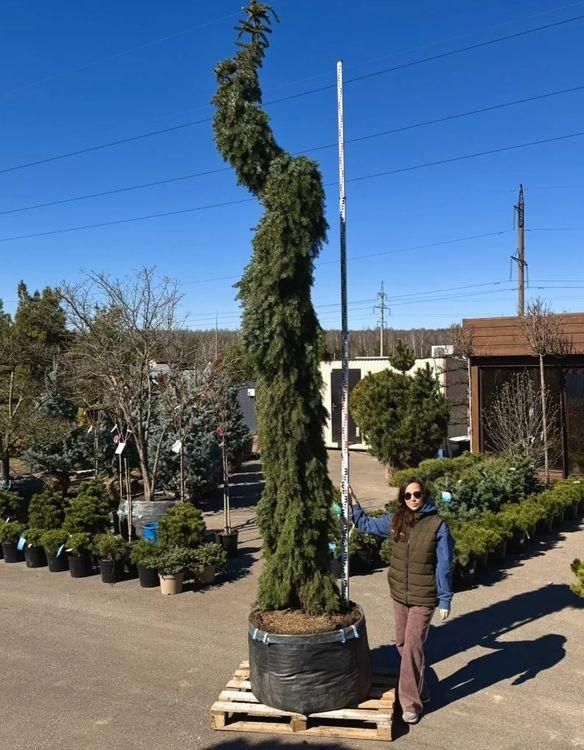 Фото Ель сербская плакучая "Пендула Брунс", Солитер