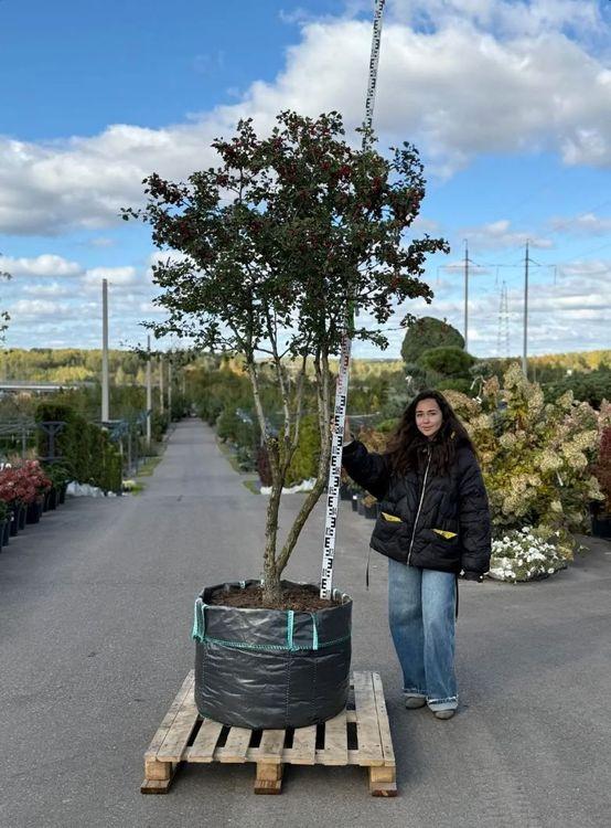 Фото Боярышник однопестичный, Зонт