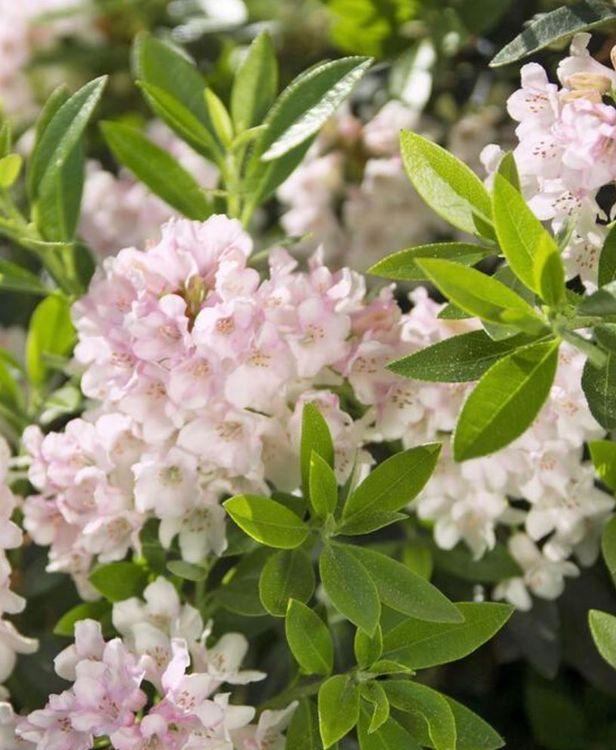Фото Рододендрон "Bloombox"