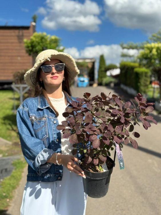 Фото Скумпия кожевенная "Royal Purple"