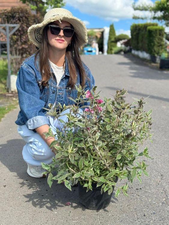 Фото Вейгела цветущая "All Summer Monet"