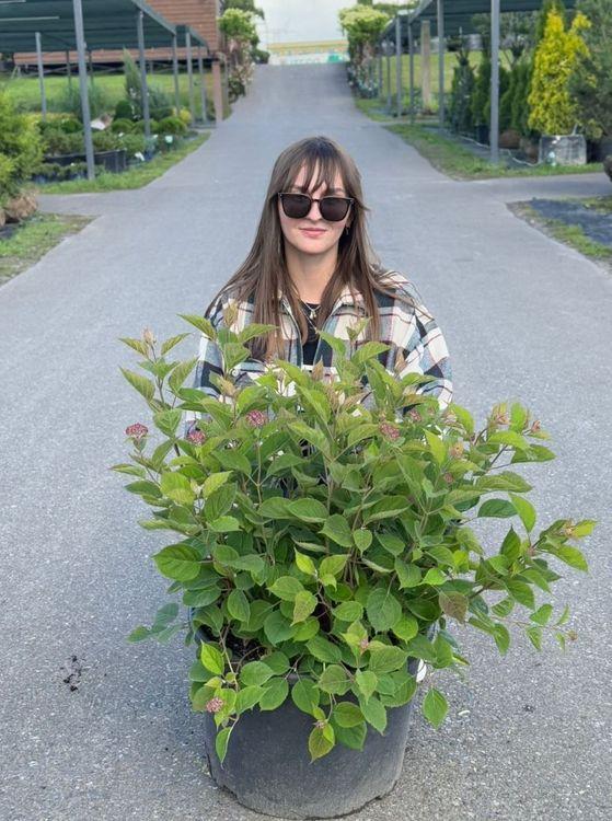 Фото Гортензия древовидная "Руби Аннабель"