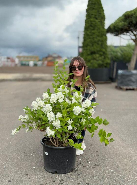 Фото Чубушник "Зоя Космодемьянская"