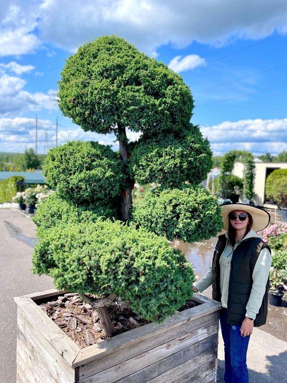 Фото Ниваки (Бонсай) из Можжевельника китайского Блю Альпс