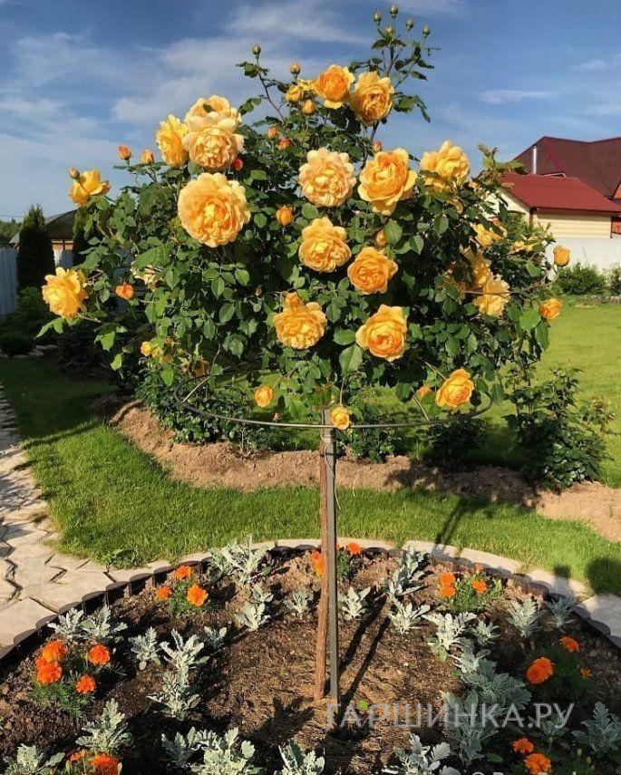 Фото Роза на штамбе `Голден Селебрэйшн` Rosa `Golden Celebration` (S)