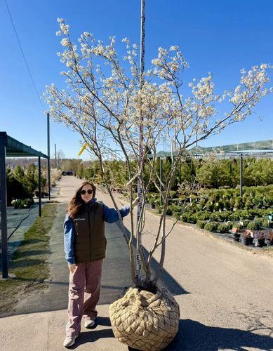 Фото Ирга Ламарка, Зонт