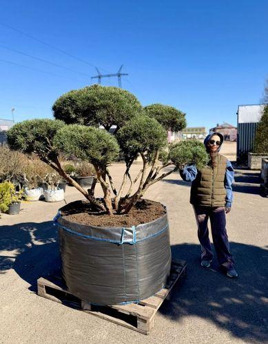 Фото Сосна обыкновенная "Ватерери", Ниваки