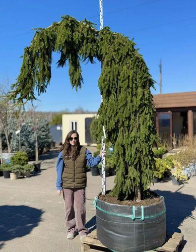 Фото Ель обыкновенная "Инверса", Солитер