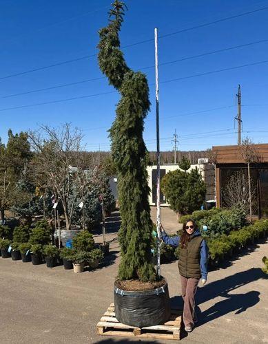 Фото Ель сербская плакучая "Пендула Брунс", Солитер