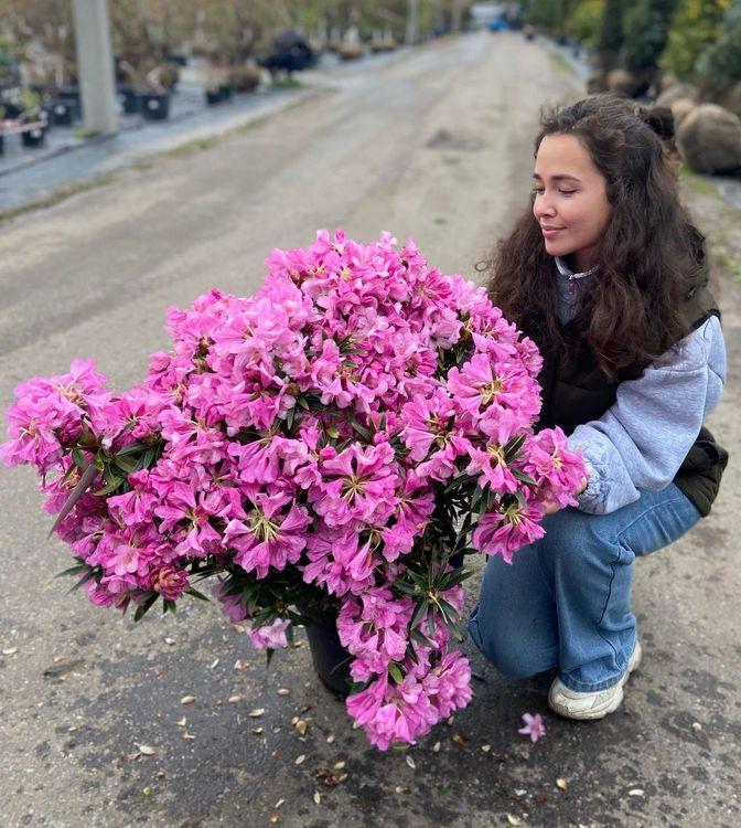 Фото Рододендрон 'Graziella'