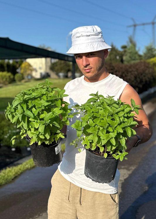 Фото Мята в ассортименте