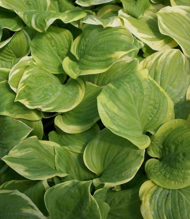 Фото Хоста Fragrant Bouget