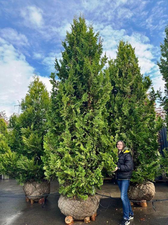 Фото Туя западная Спиралис