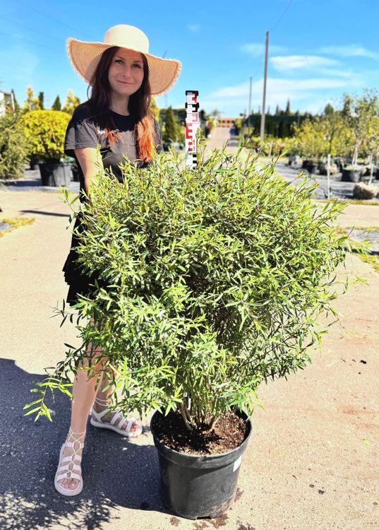 Фото Ива пурпурная Нана