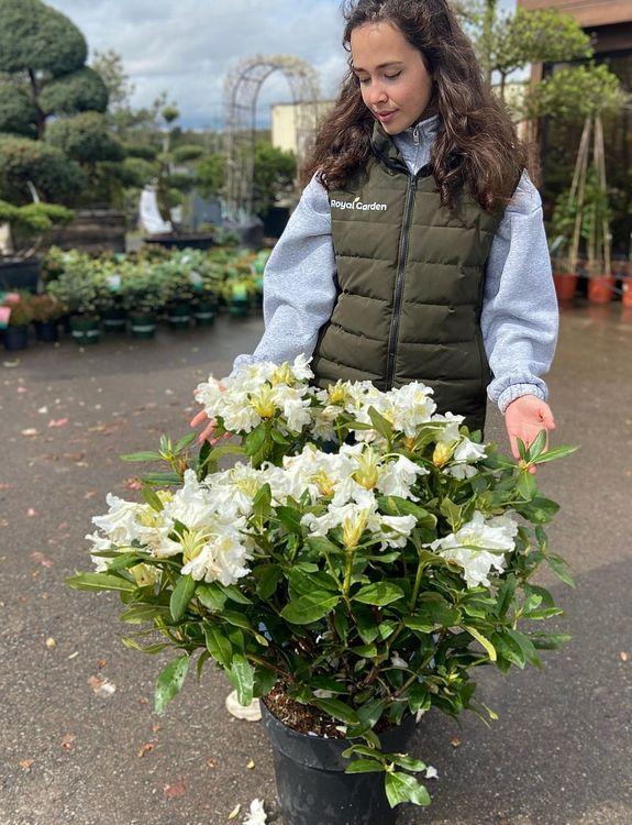 Фото Рододендрон 'Cunningham's White'